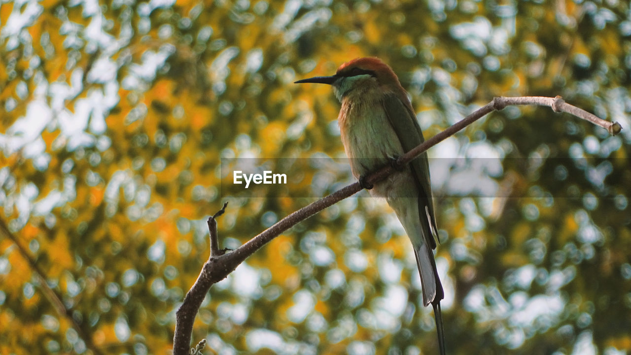 Low angle view of bird perching on tree