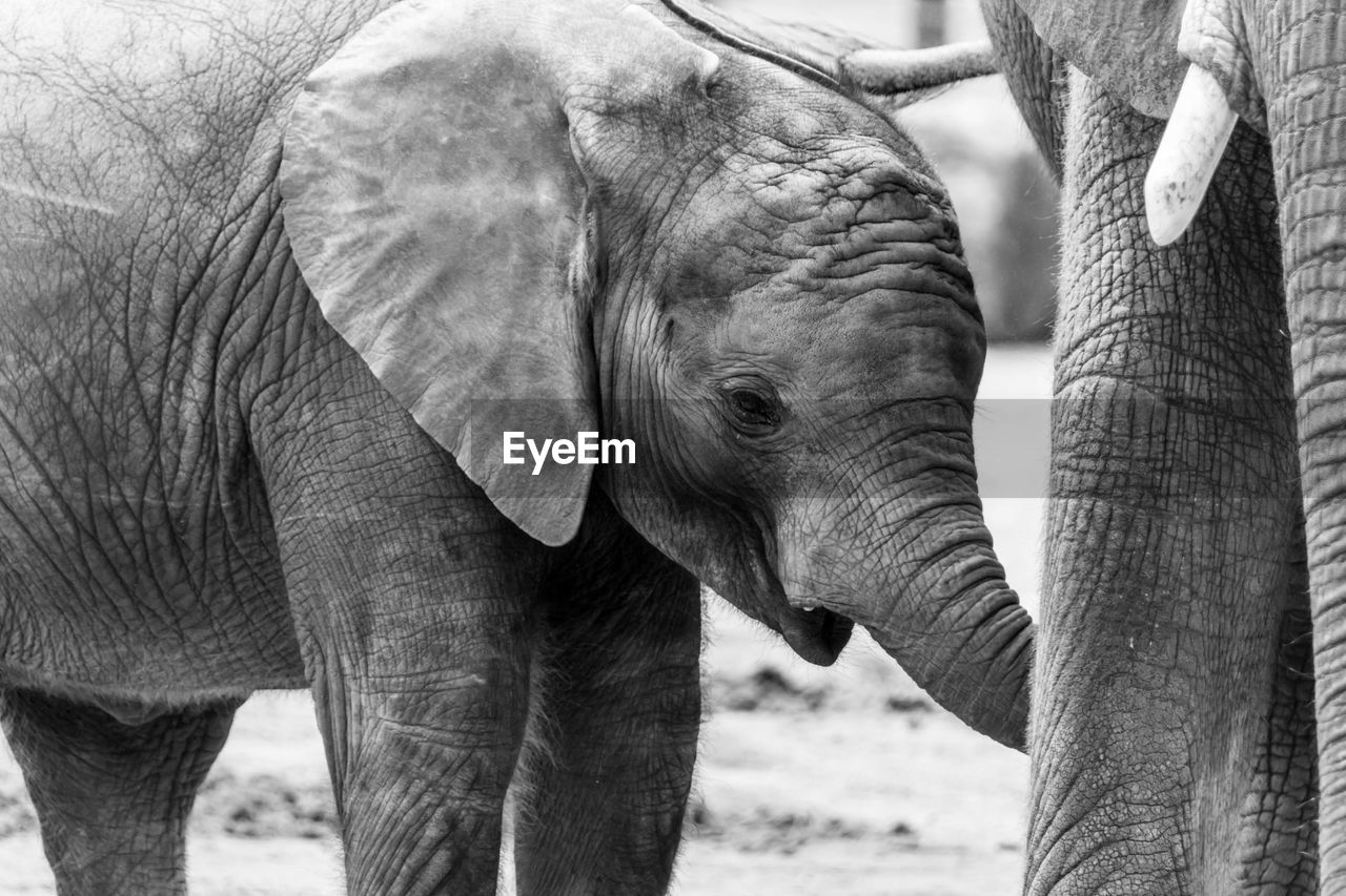 Close-up of elephants