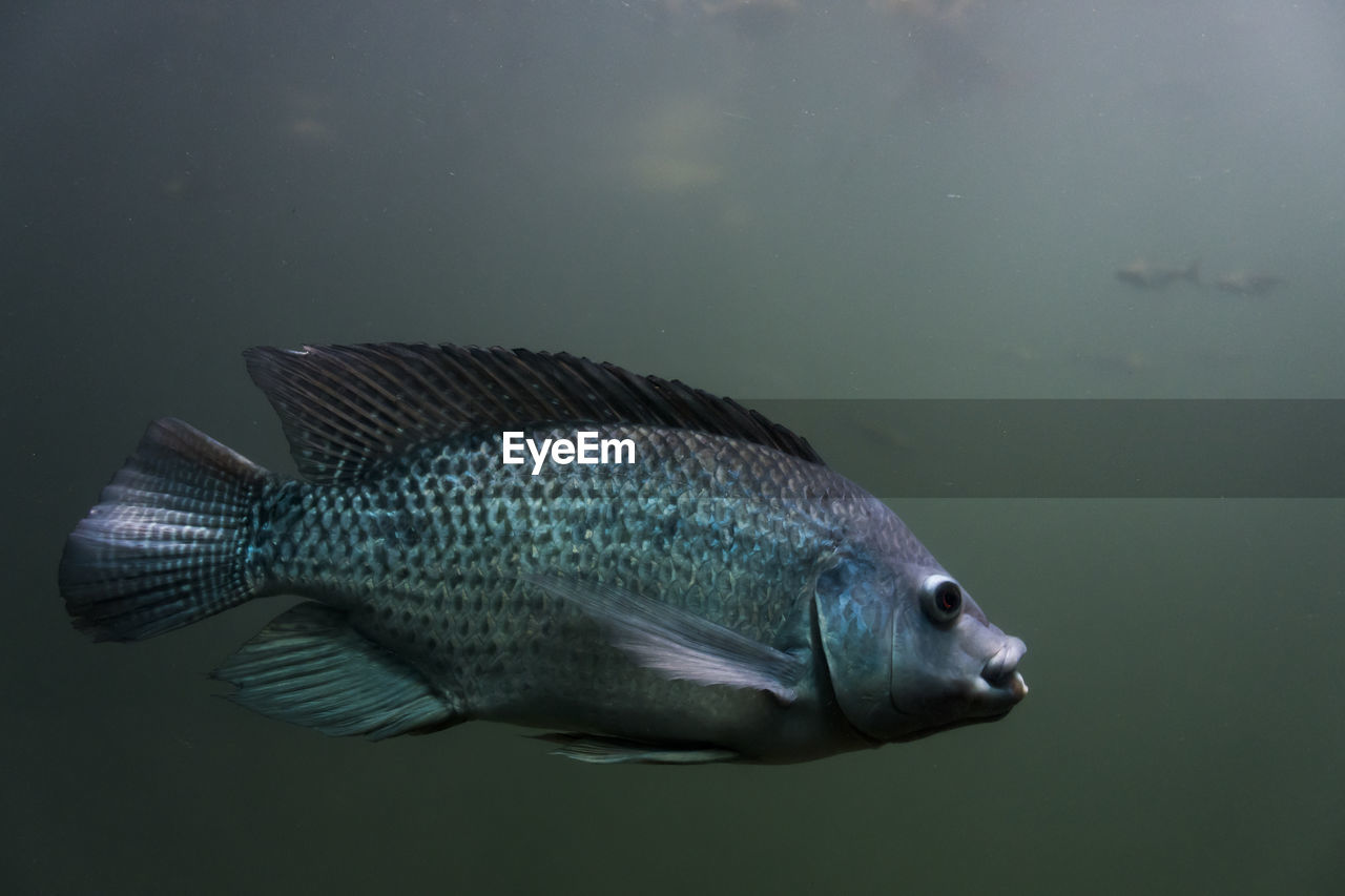 CLOSE-UP OF FISH SWIMMING