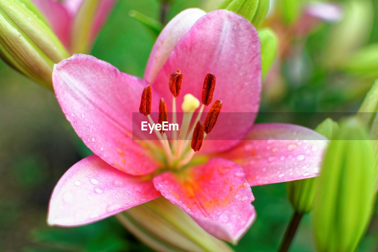 Close-up of pink flowering plant