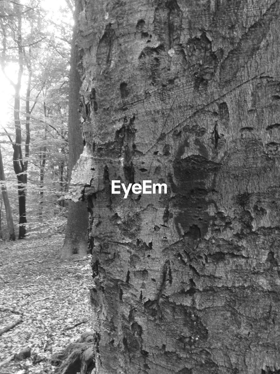 CLOSE-UP OF TREE TRUNK IN THE FOREST