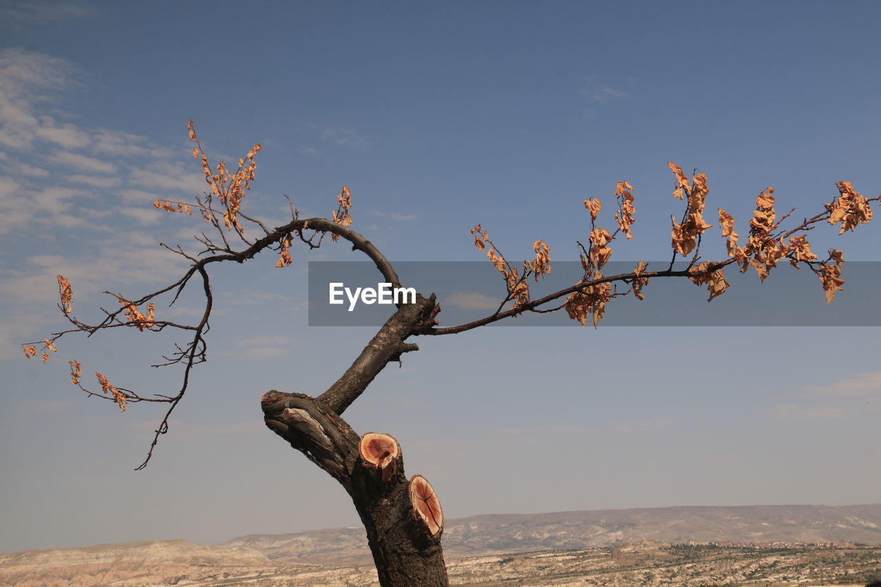 Tree on land against sky