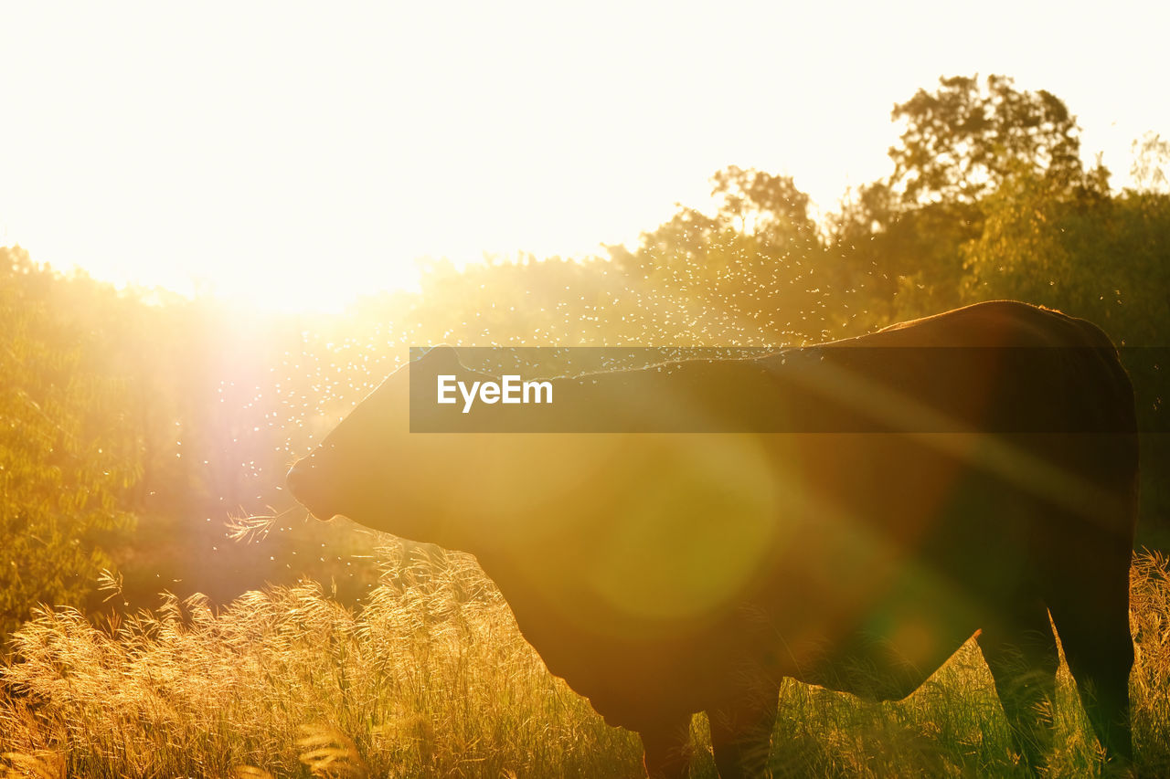 SCENIC VIEW OF FIELD AGAINST CLEAR SKY