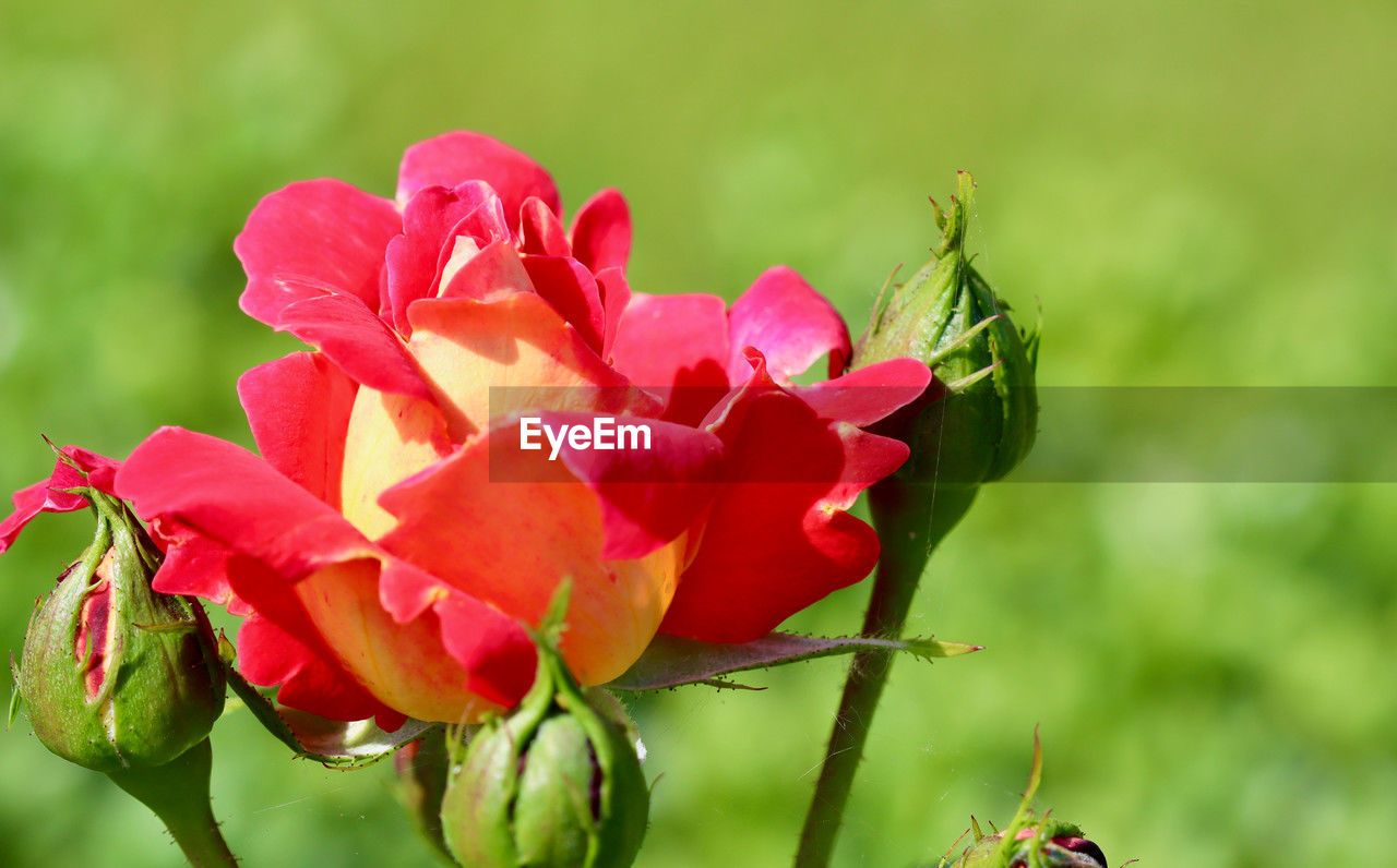 flower, plant, flowering plant, beauty in nature, freshness, petal, nature, rose, close-up, garden roses, flower head, inflorescence, fragility, pink, macro photography, plant part, focus on foreground, leaf, red, no people, growth, outdoors, springtime, green, blossom, summer, vibrant color, bud, multi colored, day