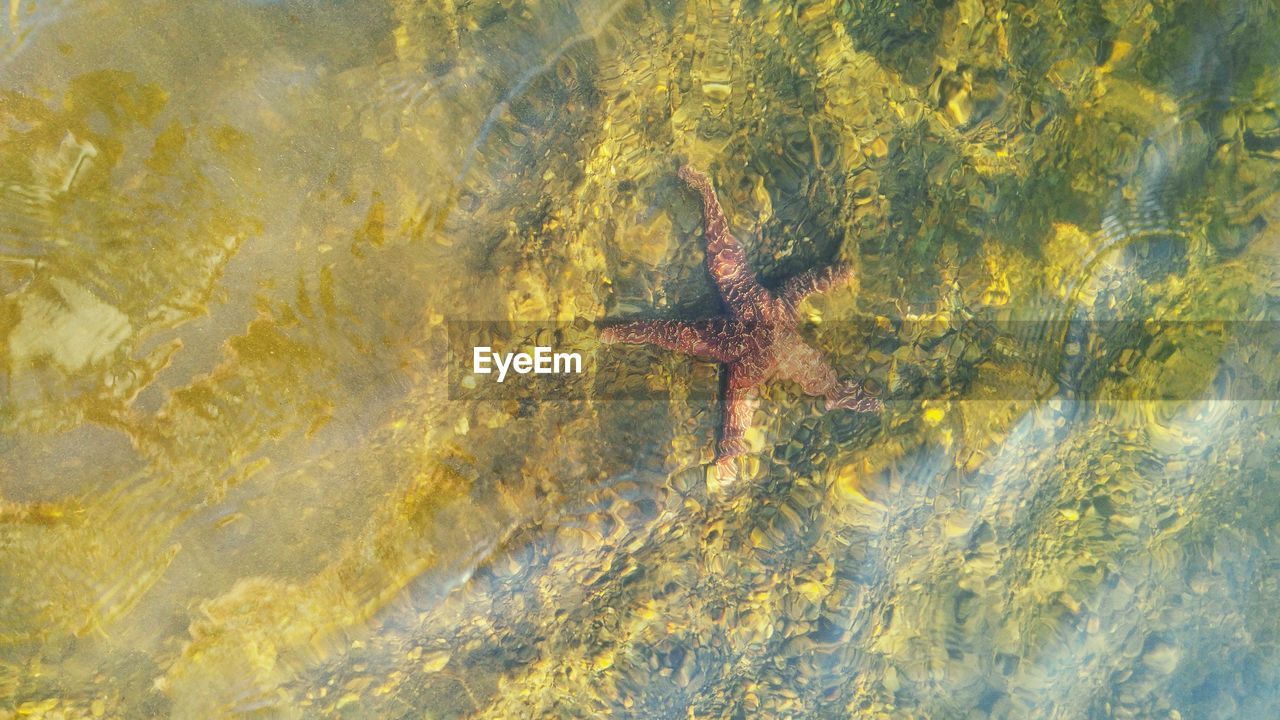 Sunlit waters show vibrant starfish