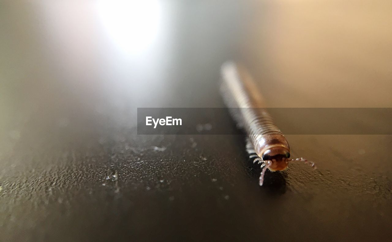 Close-up of centipede on table
