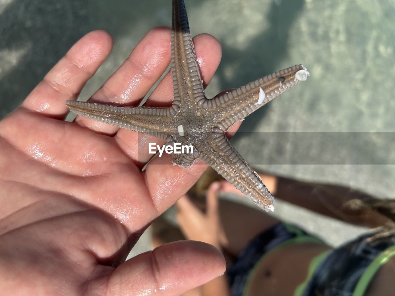 cropped hand of woman holding starfish