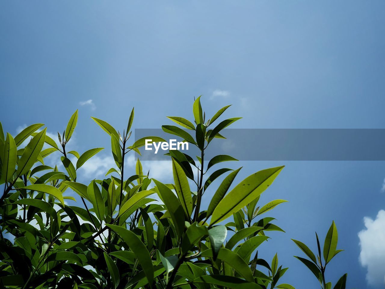 LOW ANGLE VIEW OF FRESH GREEN PLANT AGAINST BLUE SKY