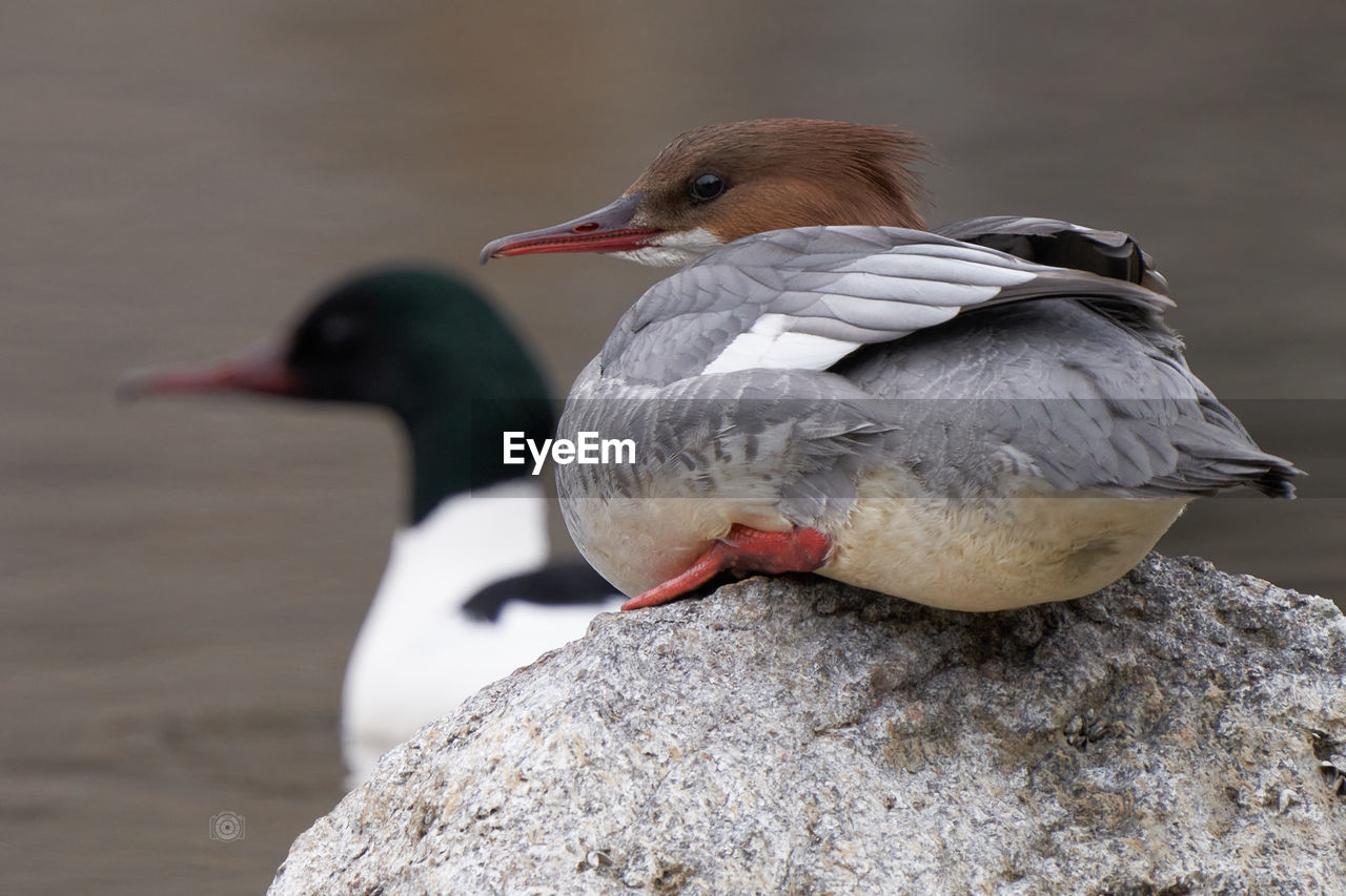 animal themes, animal, bird, animal wildlife, wildlife, beak, close-up, one animal, nature, no people, focus on foreground, duck, water bird, rock, day, outdoors, water