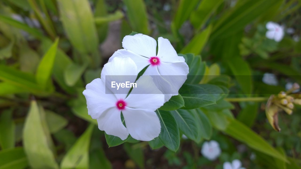 CLOSE-UP OF MAGNOLIA BLOOMING IN PARK