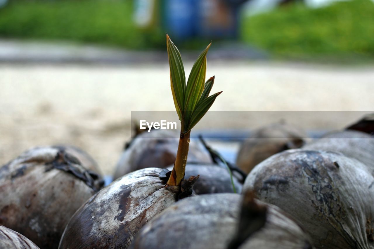 Close-up of coconut seeds