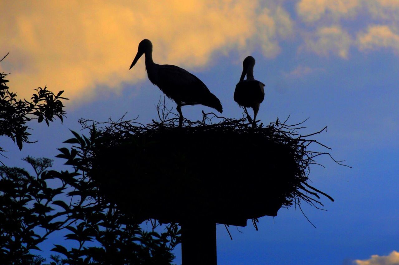 SILHOUETTE OF BIRDS PERCHING ON TREE AGAINST SKY