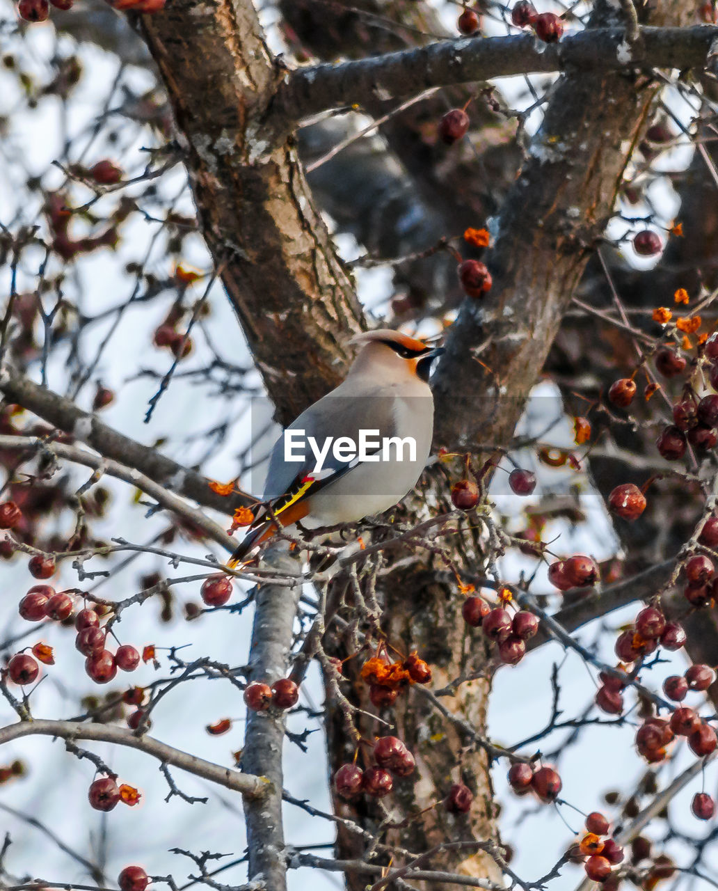 LOW ANGLE VIEW OF BIRD PERCHING ON TREE BRANCH