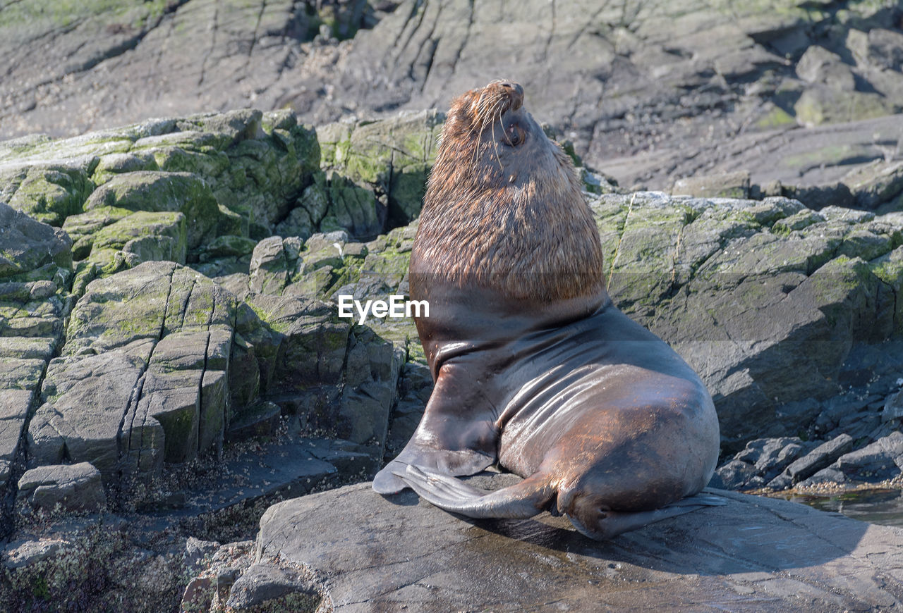 animal themes, animal, animal wildlife, wildlife, rock, sea lion, mammal, nature, seal, one animal, no people, relaxation, day, marine mammal, aquatic mammal, outdoors, harbor seal, wilderness, resting, land, beauty in nature, underwater, water, sunlight, sea