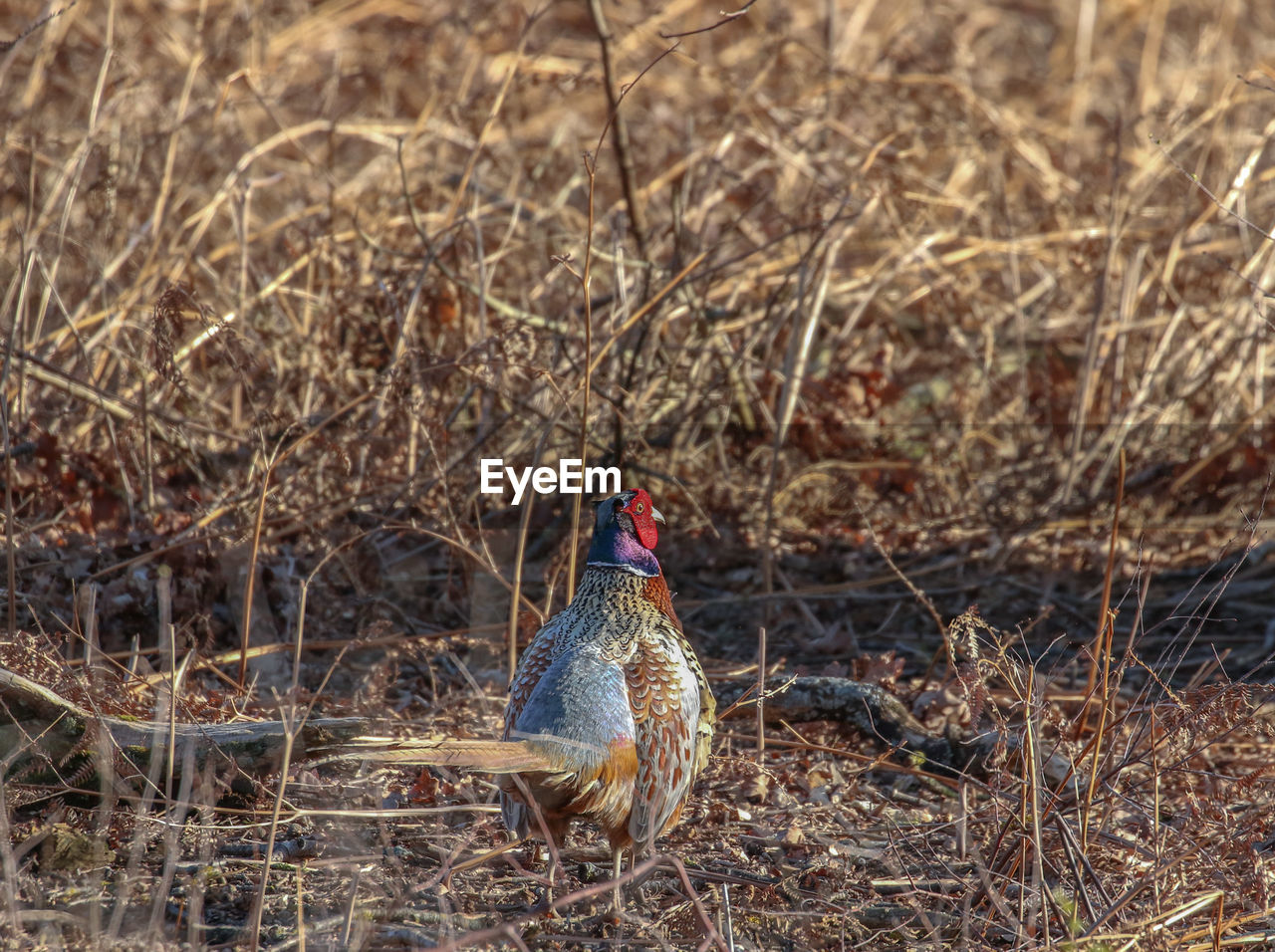 SIDE VIEW OF A DUCK ON FIELD