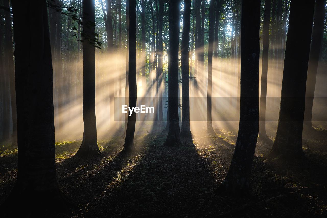 Sunlight streaming through trees in wilderness forest. nature wallpaper. transylvania,romania