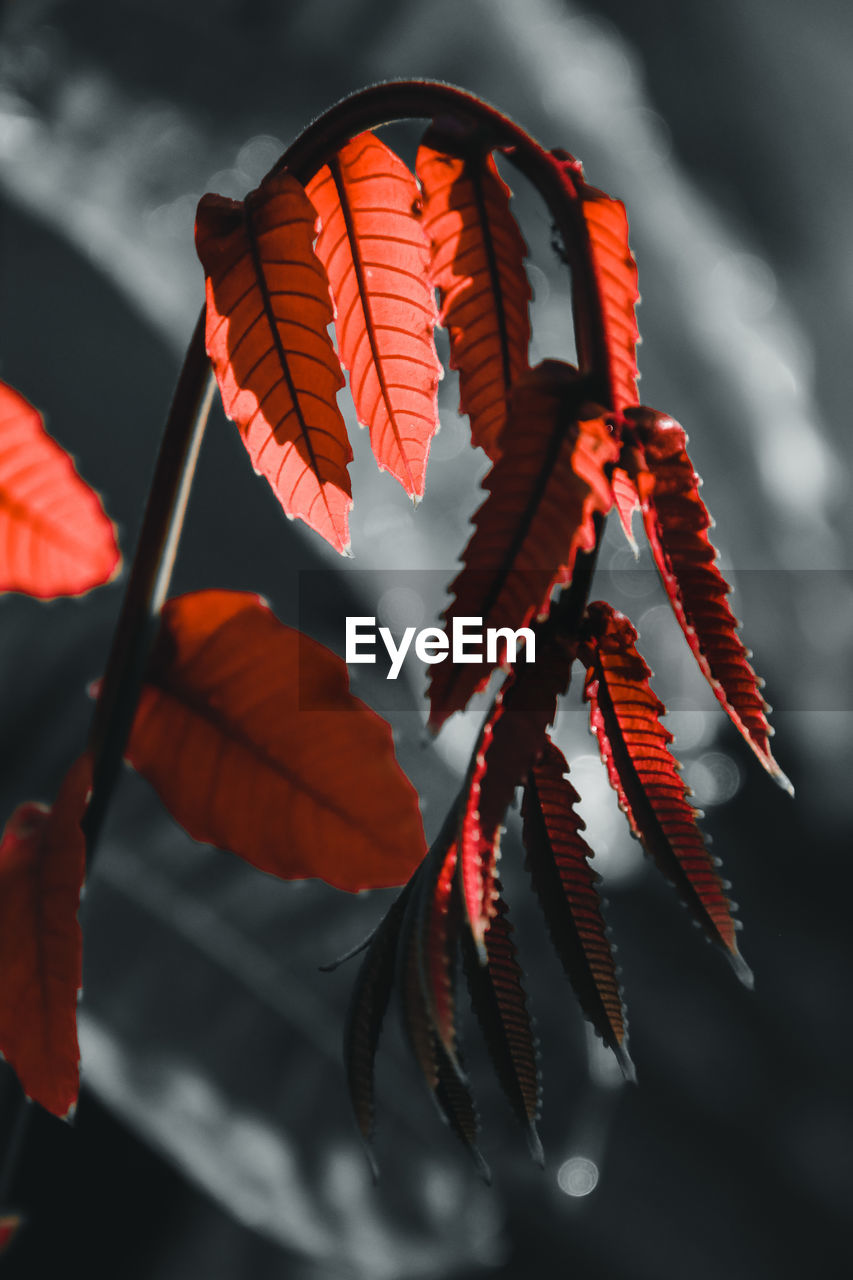 Low angle view of orange leaves hanging against sky