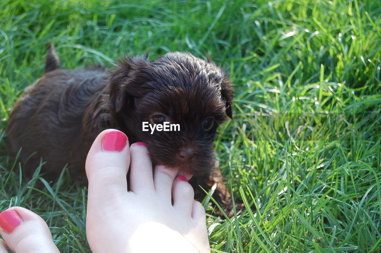 Havaneser, dog, havanese, puppy, welpe, chocolate,  