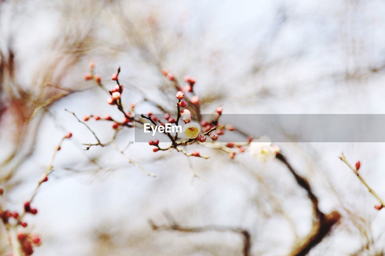 Low angle view of flower growing on tree