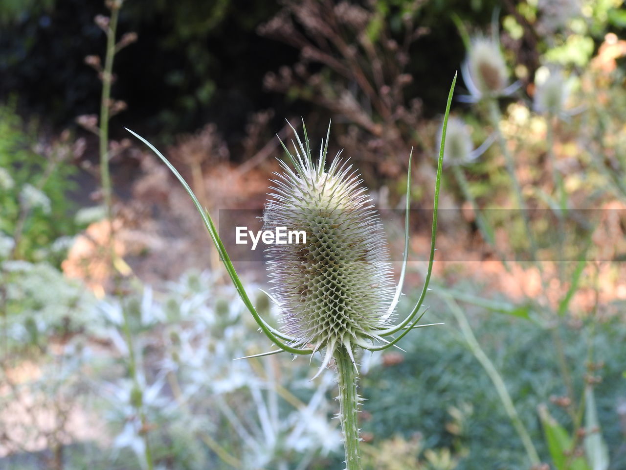 Close-up of spiked plant on field