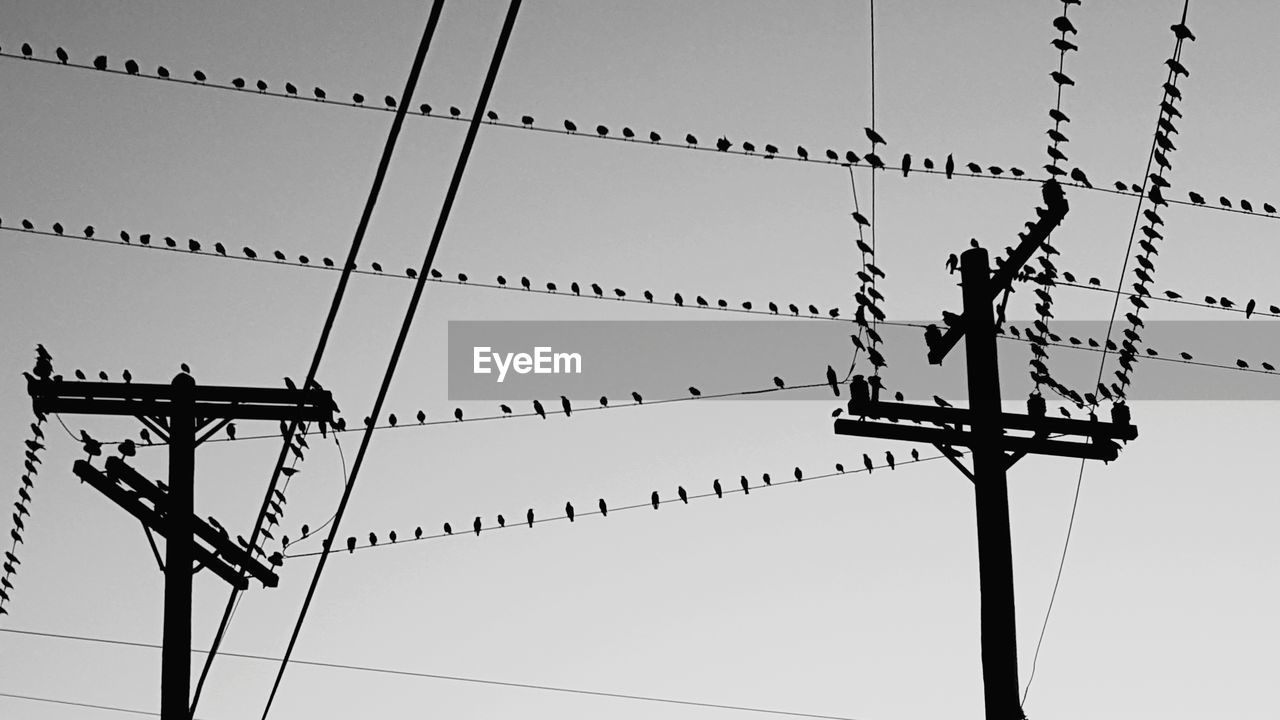 Low angle view of silhouette birds perching on cables against clear sky