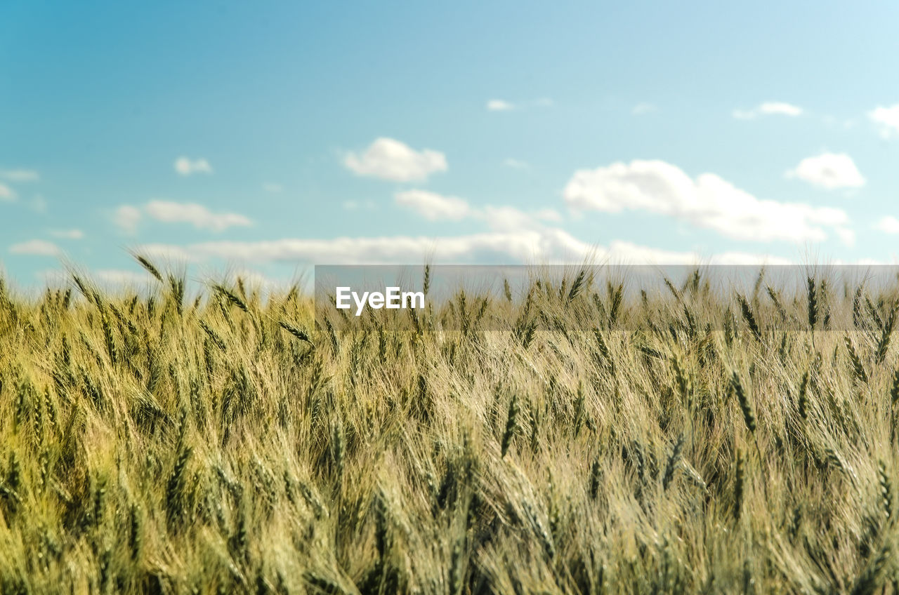 WHEAT FIELD AGAINST SKY