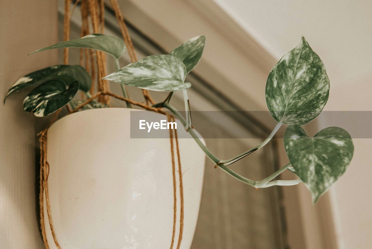 CLOSE-UP OF POTTED PLANT ON TABLE