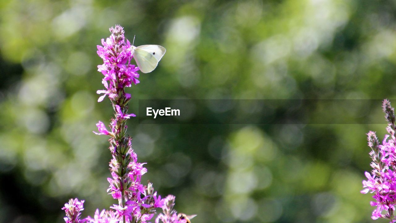 CLOSE-UP OF BUTTERFLY ON FLOWER