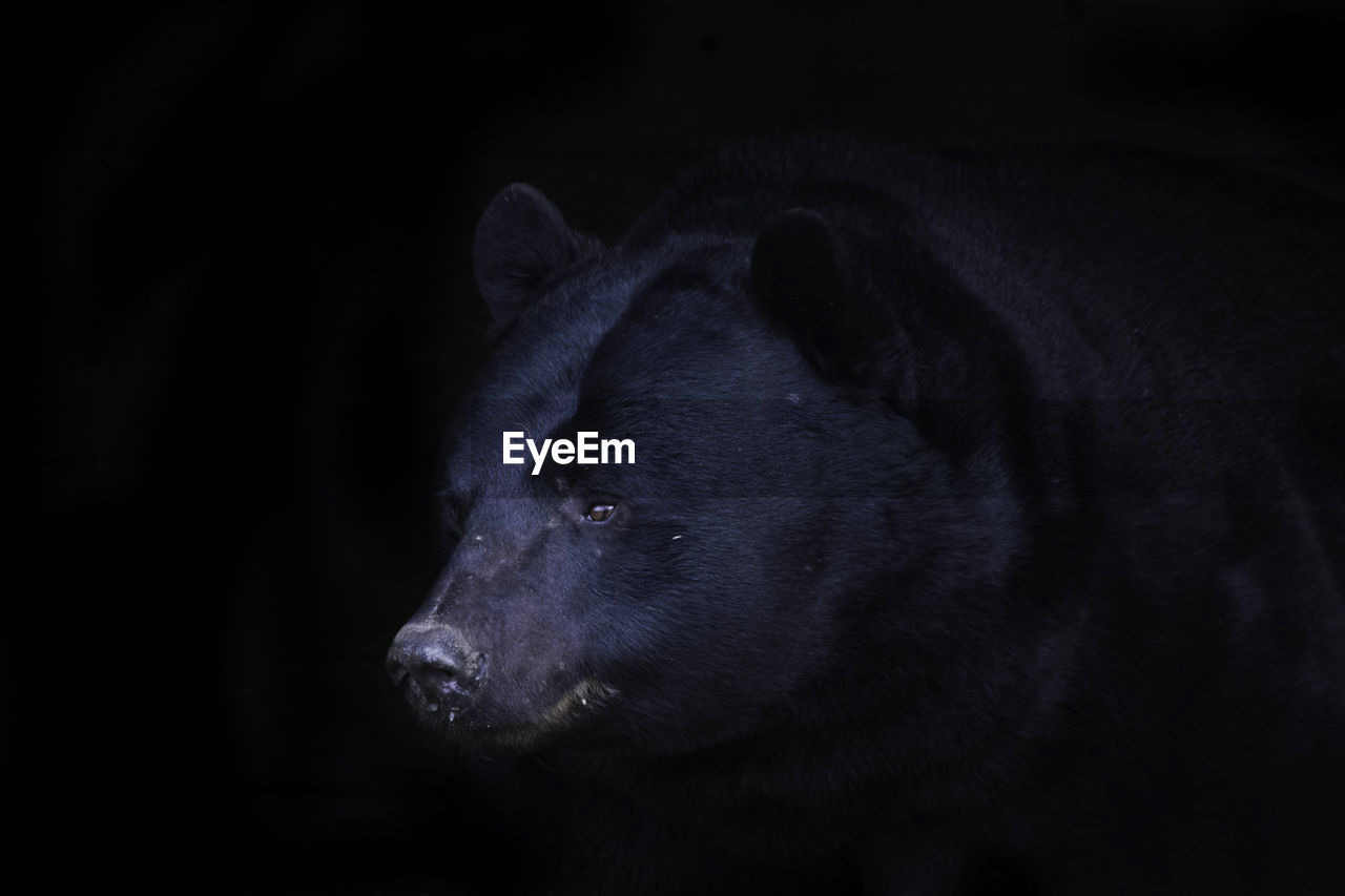 Bear black background portrait shot

