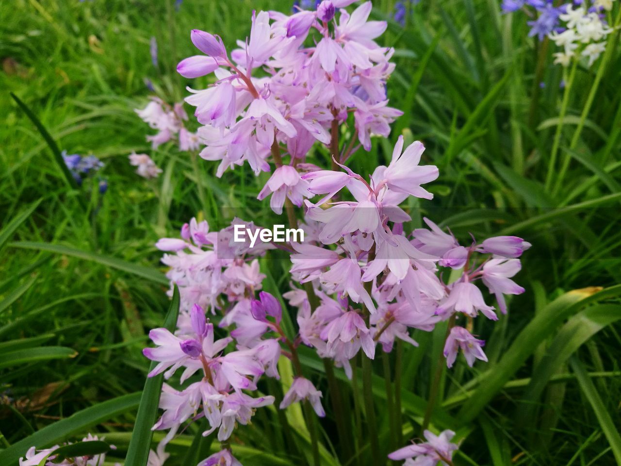 CLOSE-UP OF PURPLE FLOWERS BLOOMING IN PARK