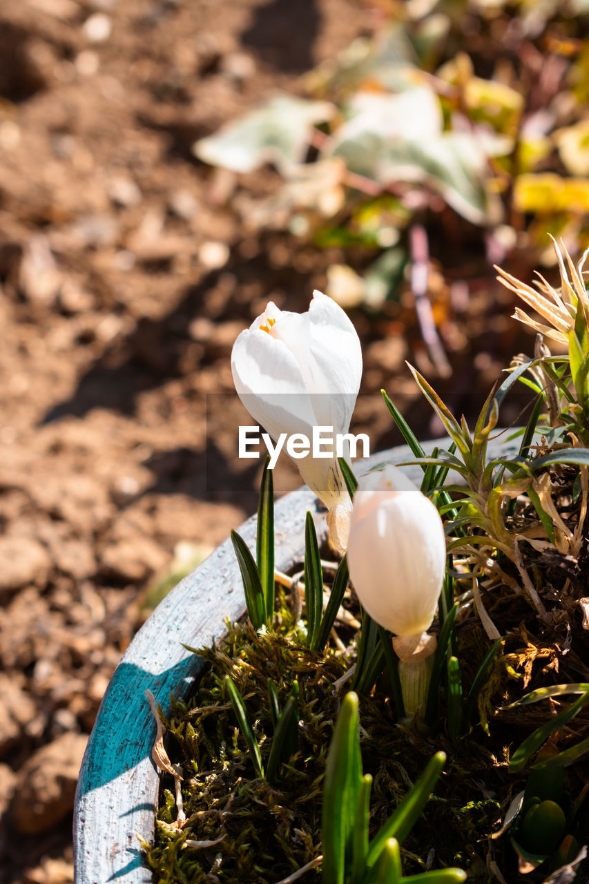 plant, flower, nature, flowering plant, beauty in nature, growth, leaf, freshness, close-up, green, fragility, no people, white, land, springtime, day, outdoors, petal, flower head, sunlight, yellow, focus on foreground, field, snowdrop, inflorescence, food, grass, macro photography, plant part