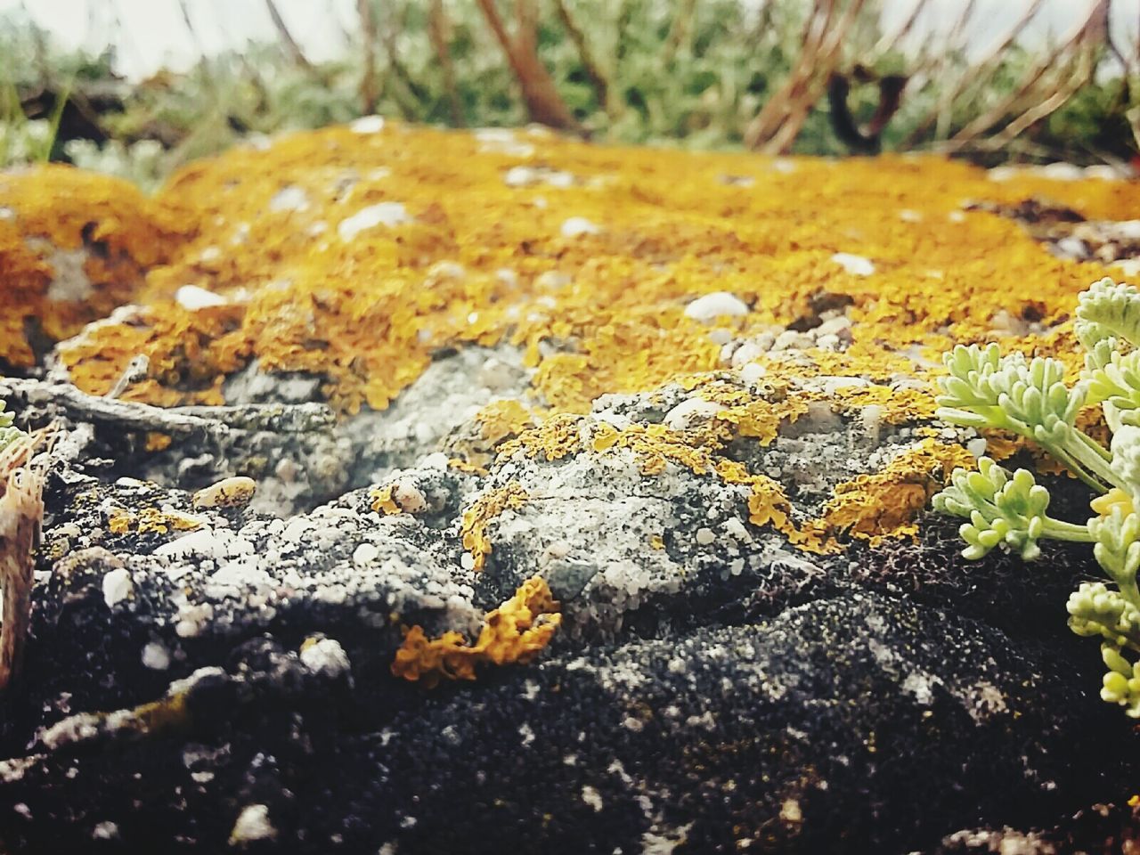 CLOSE-UP OF LICHEN ON TREE TRUNK