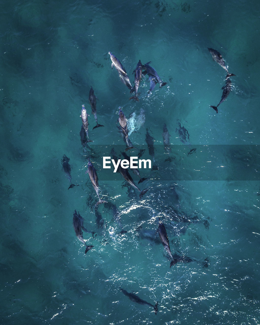 High angle view of dolphins swimming in sea