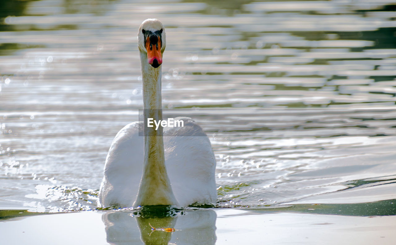 Close-up of swan swimming on lake