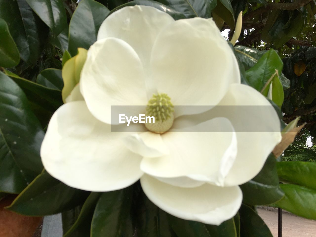 CLOSE-UP OF WHITE FLOWERS BLOOMING OUTDOORS