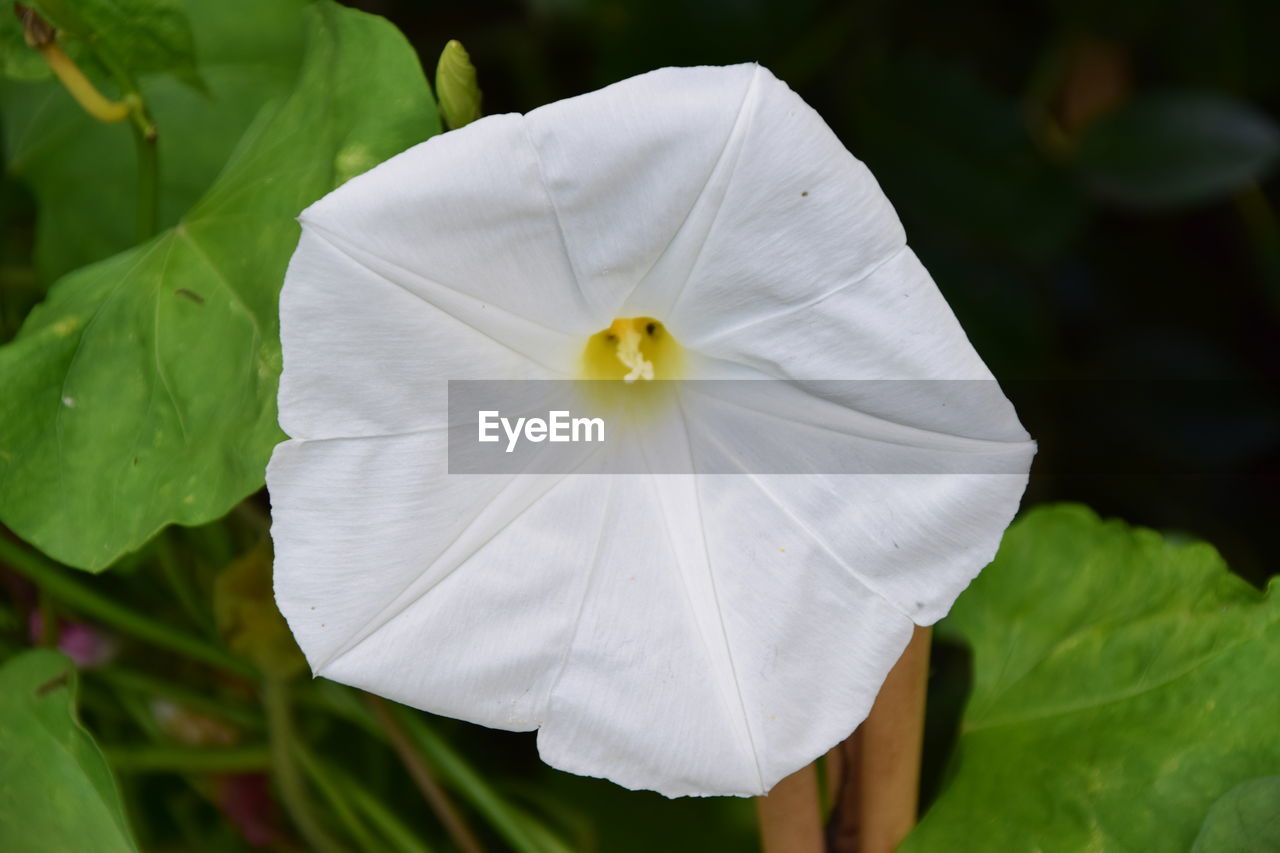 CLOSE-UP OF WHITE ROSE ON LEAF