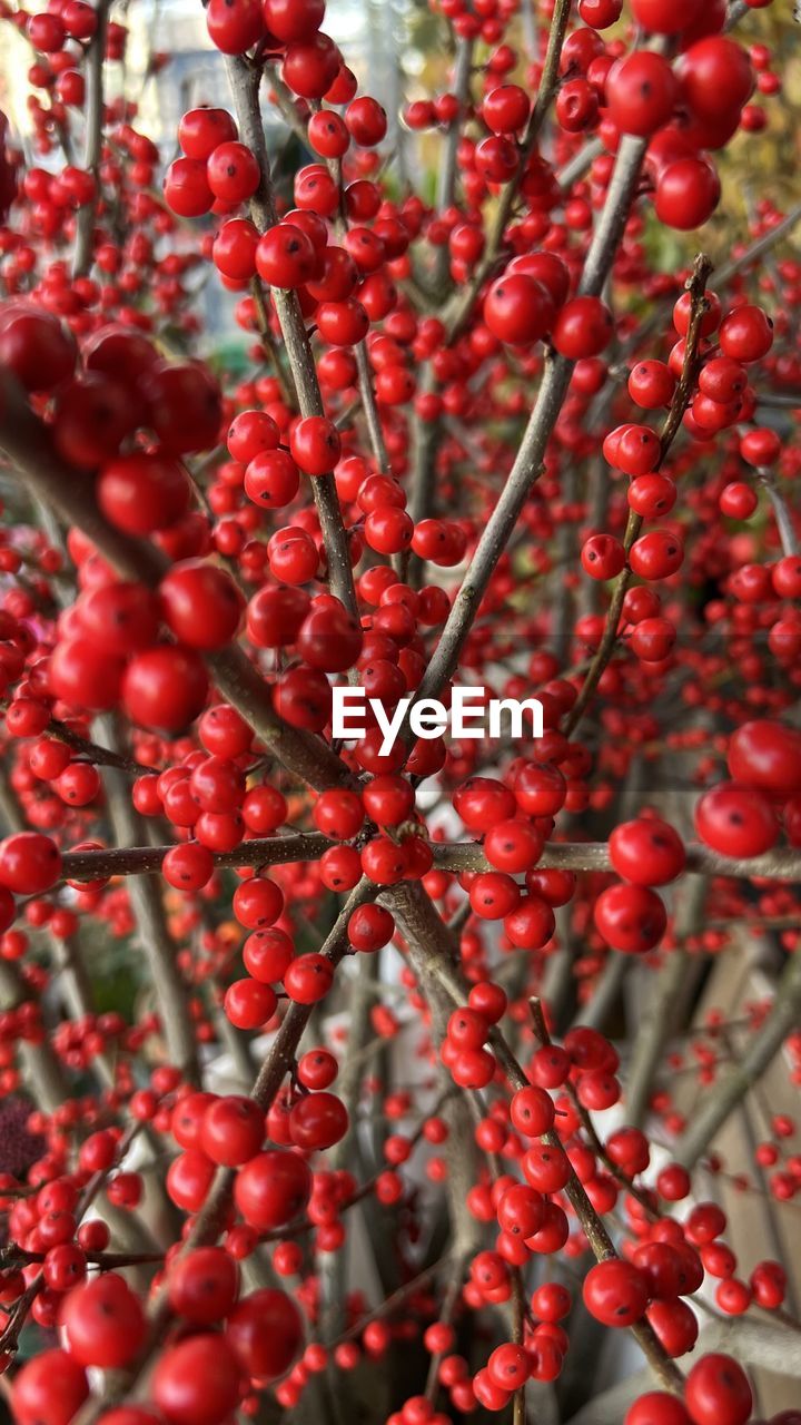 CLOSE-UP OF BERRIES