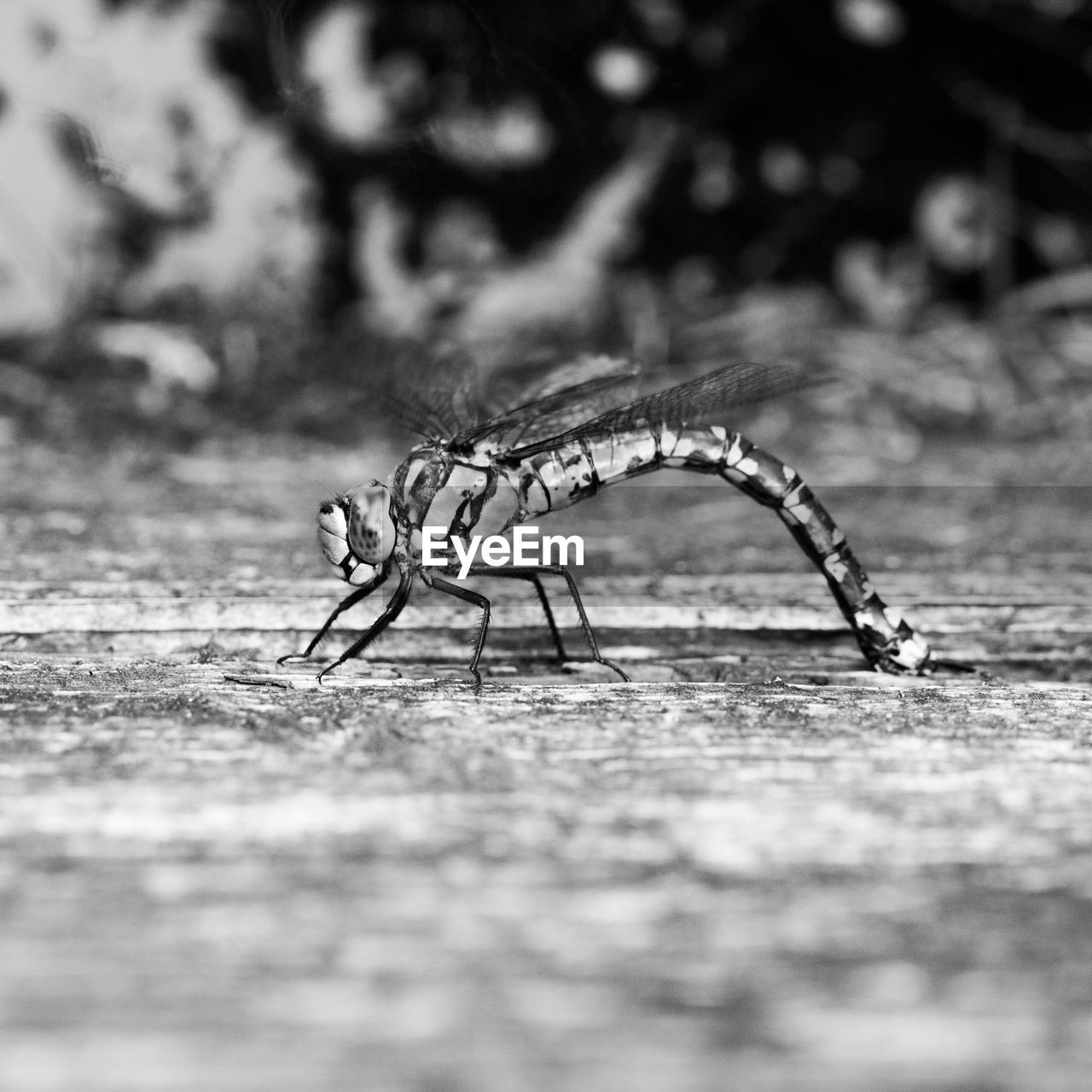 CLOSE-UP OF GRASSHOPPER ON THE GROUND