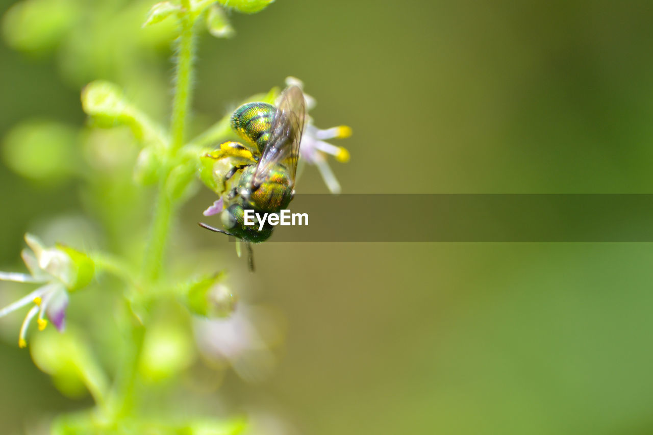 CLOSE-UP OF HONEY BEE POLLINATING ON FLOWER