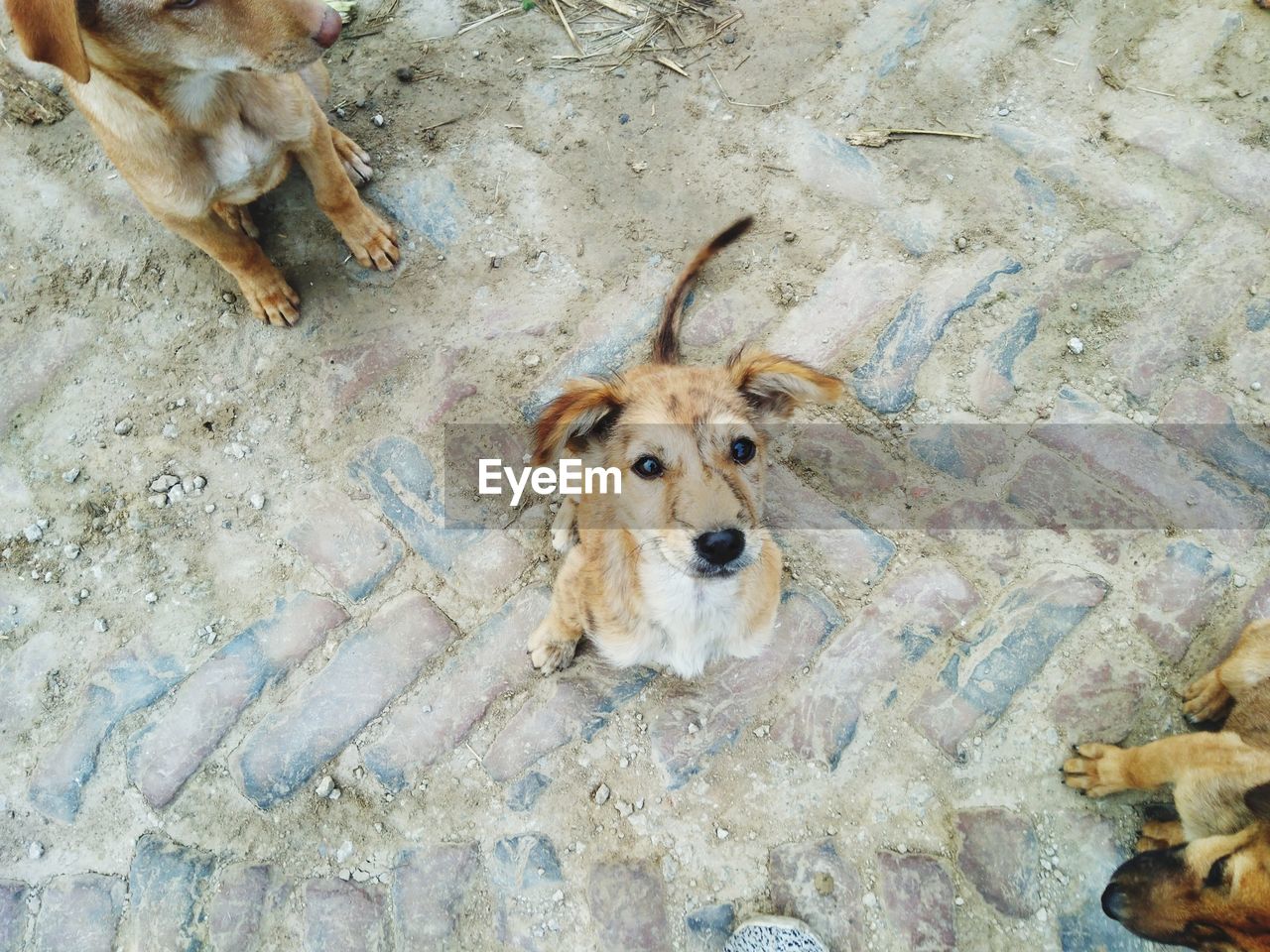 HIGH ANGLE VIEW PORTRAIT OF DOG LYING DOWN IN WATER