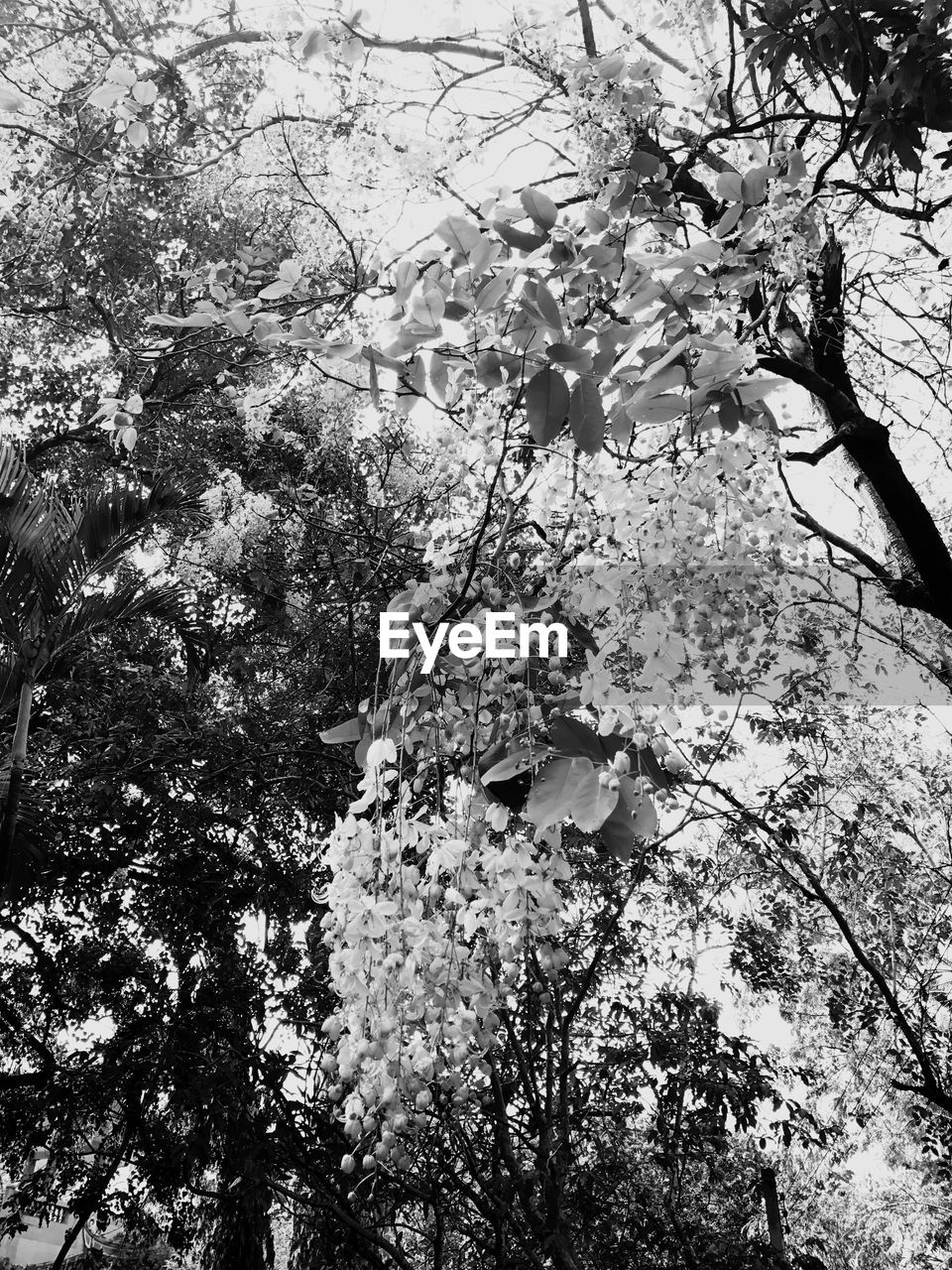 CLOSE-UP OF TREE AGAINST SKY