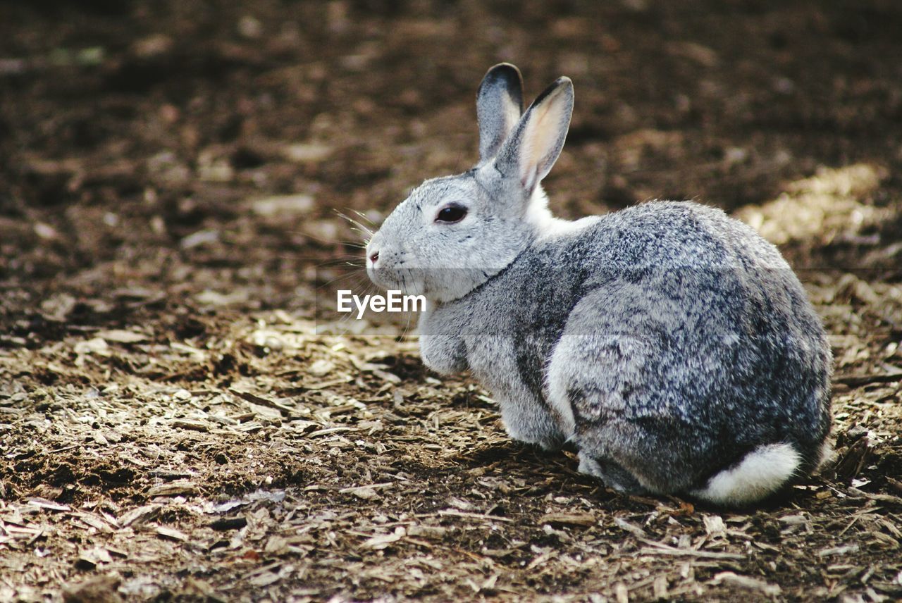 Close-up of rabbit sitting on field in zoo