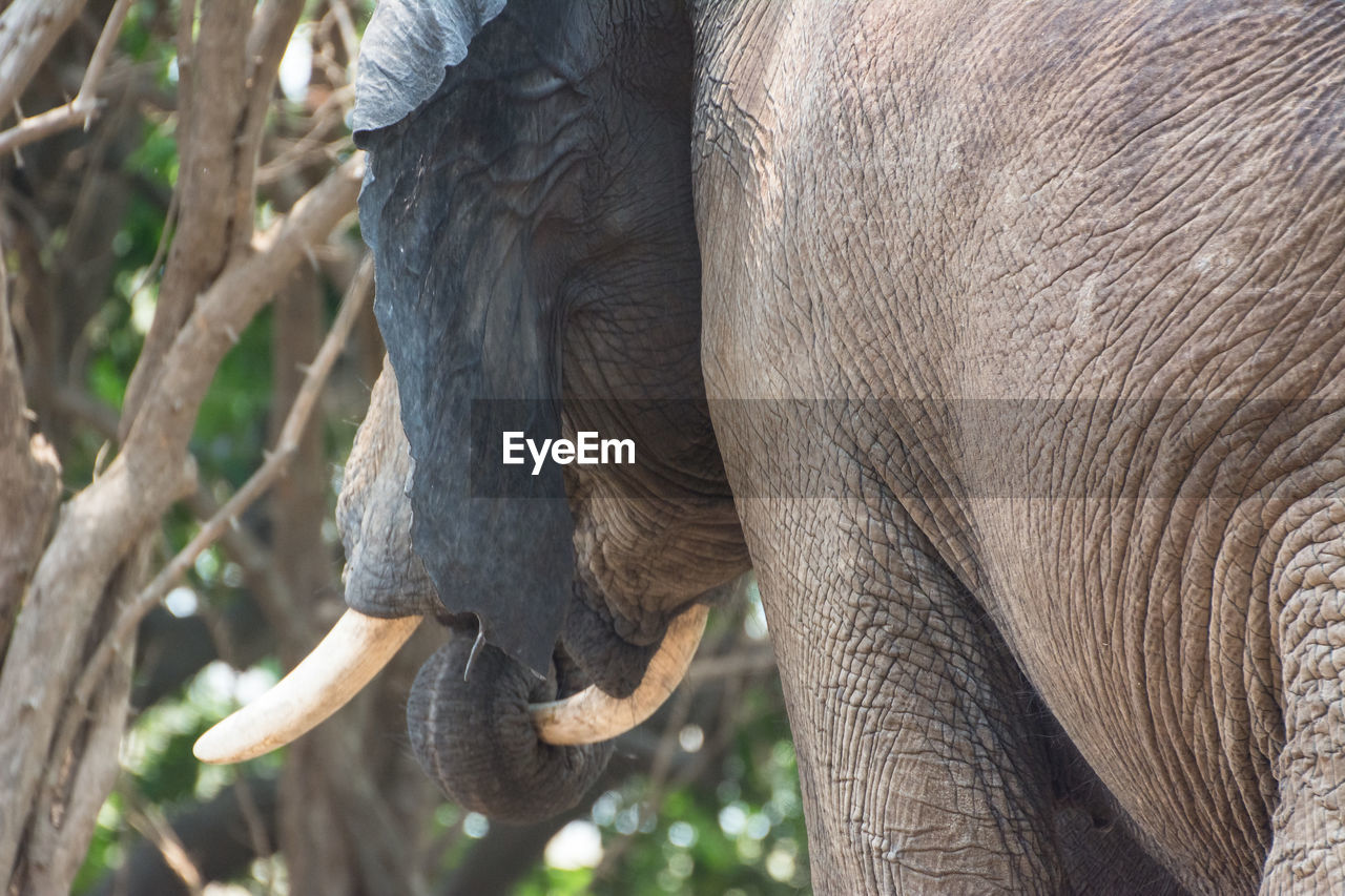 Elephant standing against trees