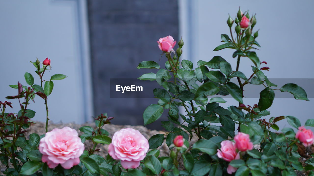 Close-up of pink roses