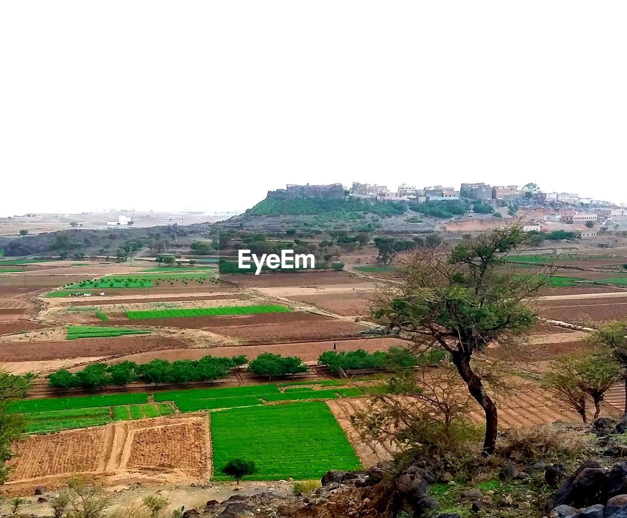 SCENIC VIEW OF FIELD AGAINST CLEAR SKY