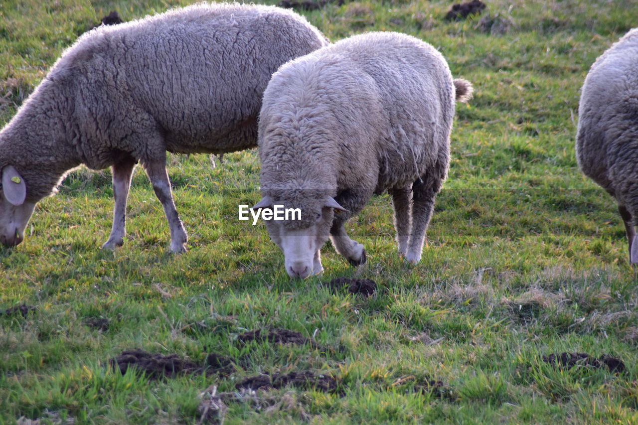 Sheep grazing on field