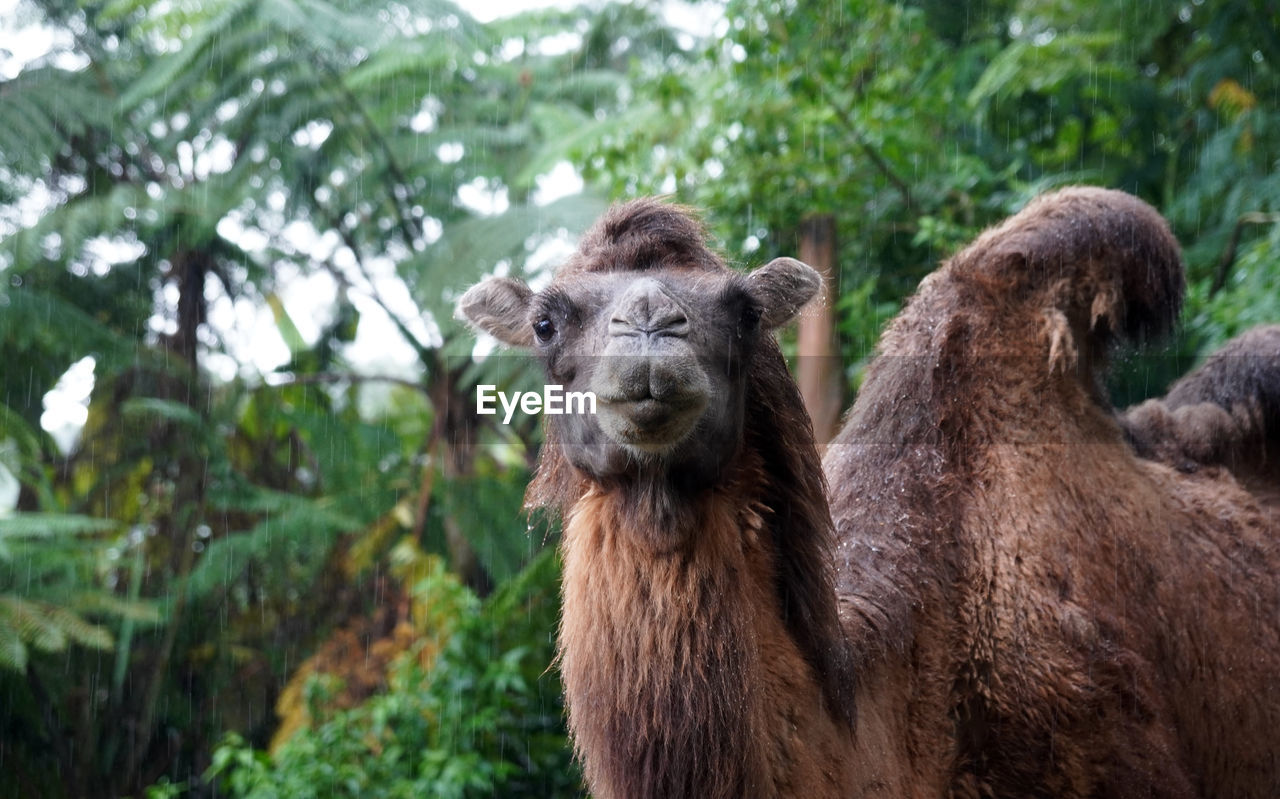 The hairy camel in the zoo in selective focus