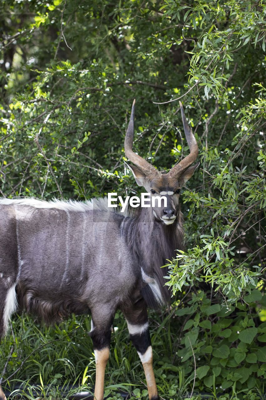 PORTRAIT OF A HORSE IN THE FOREST