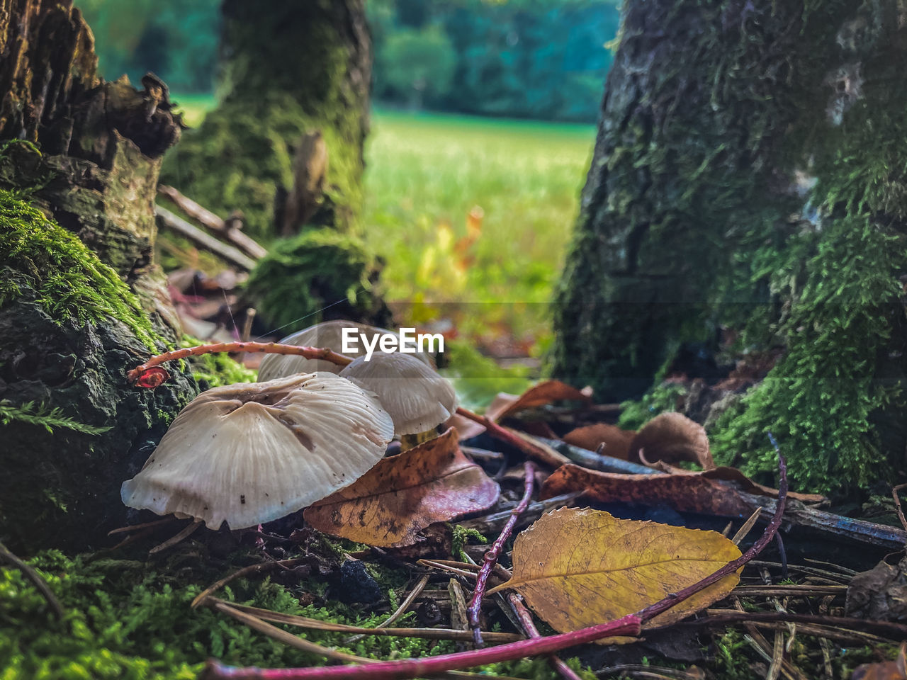 Close-up of mushroom growing in forest