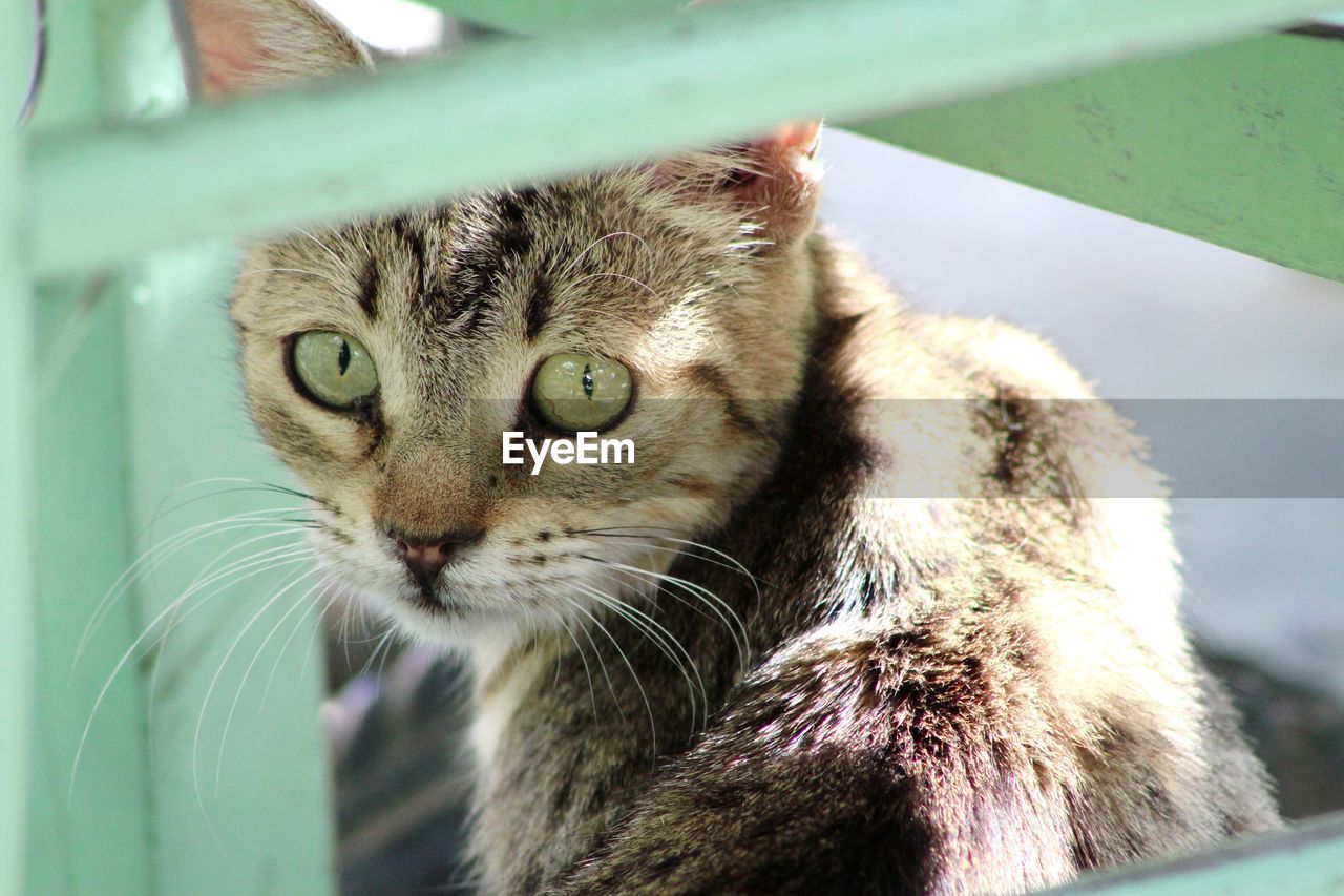 Close-up portrait of a cat looking away